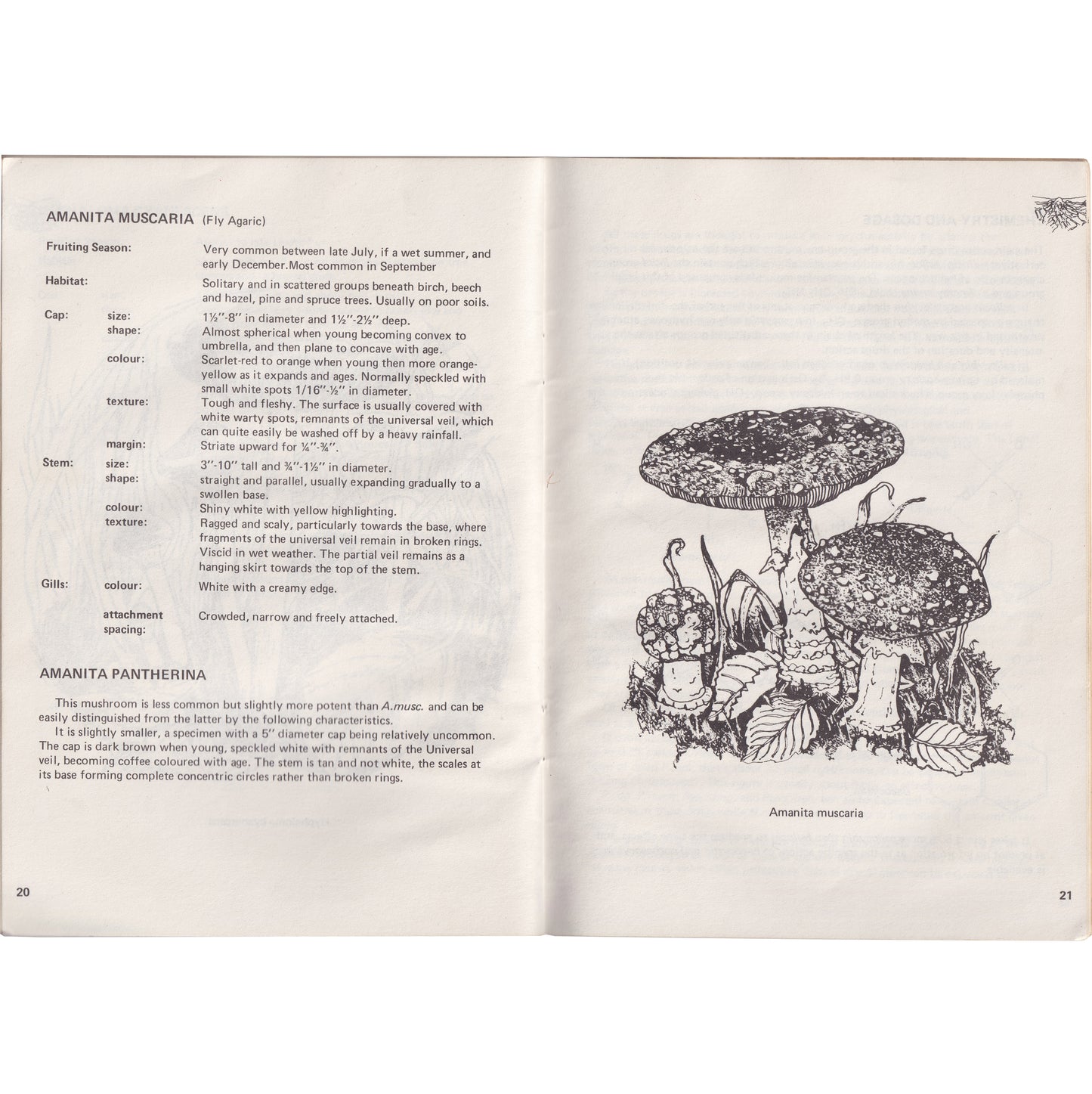 A Guide To British Psilocybin Mushrooms